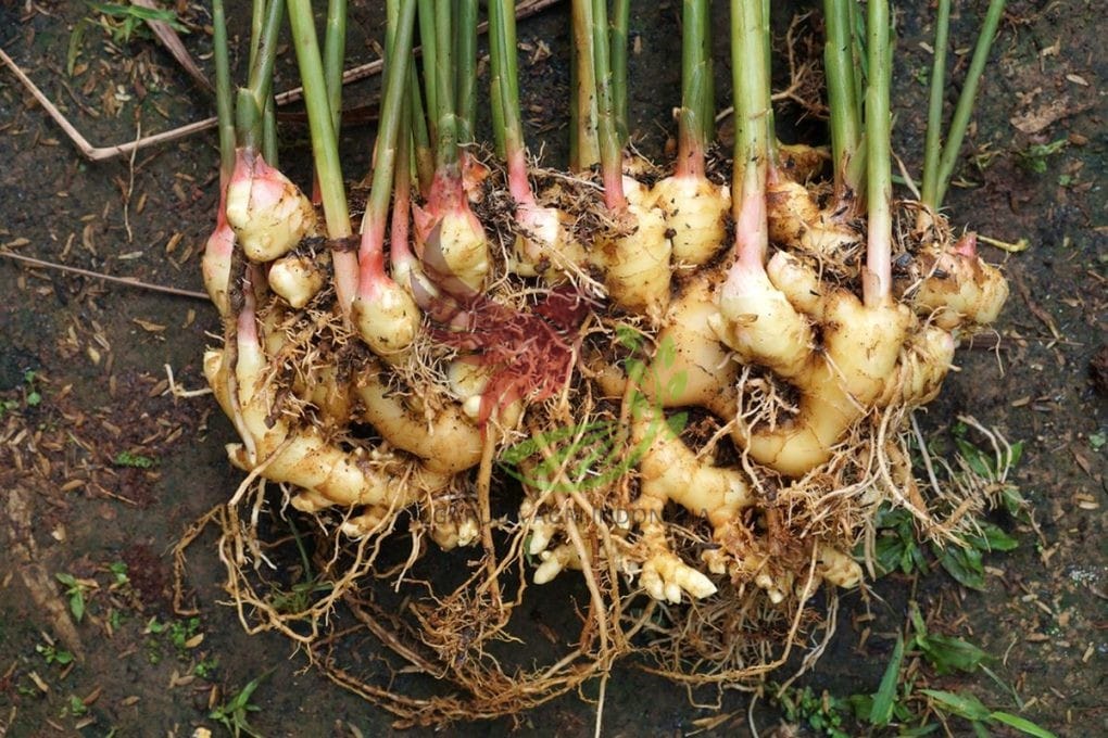 Ginger - Image 2