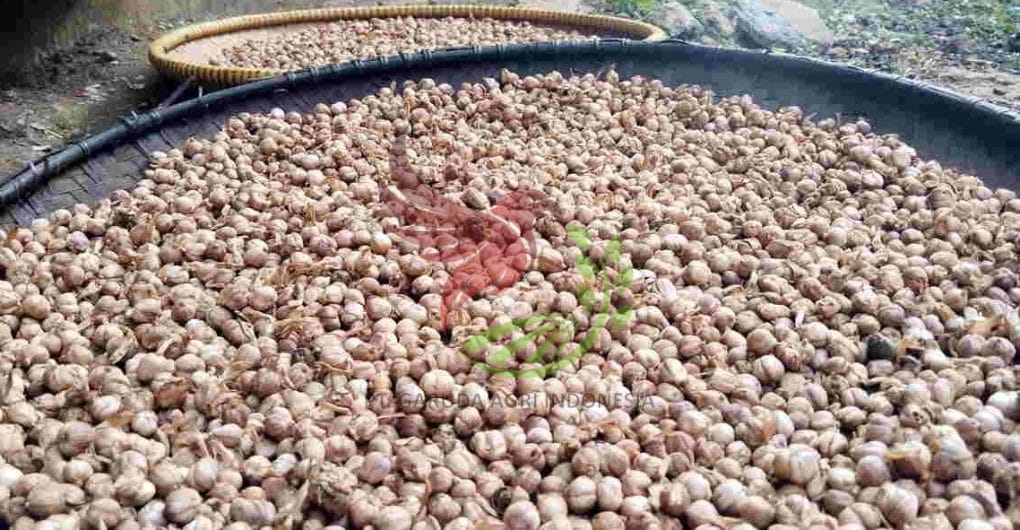 Cardamom - Image 3